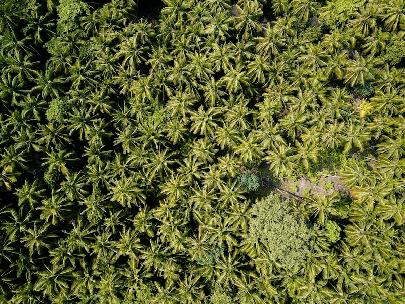 Aerial view of a palm plantation